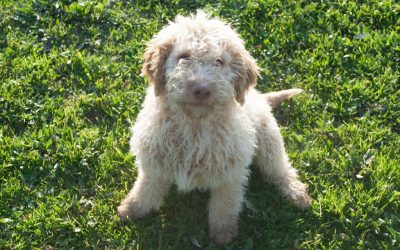 Erziehung des Lagotto Romagnolo: die sanfte Methode