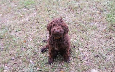 Lagotto Toilette und Scheren 